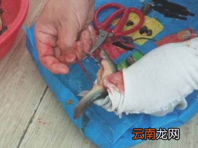 泥鳅怎么处理
