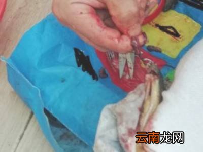 泥鳅怎么处理