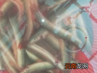 泥鳅怎么处理