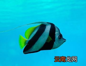 鱼会不会睡觉？
