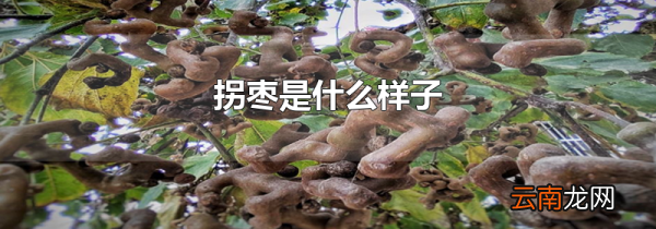 拐枣是什么样子
