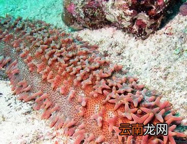 世界上最大的海参是什么？