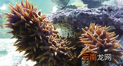 世界上最大的海参是什么？