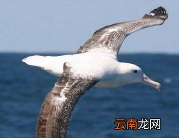 世界上翅膀最大的鸟是什么？