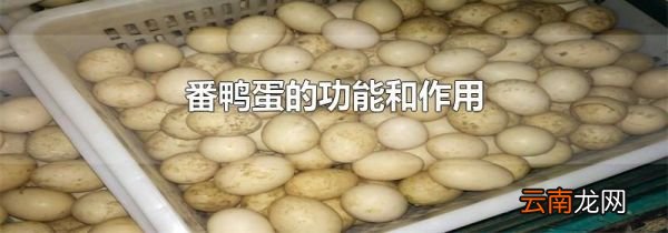 番鸭蛋的功能和作用