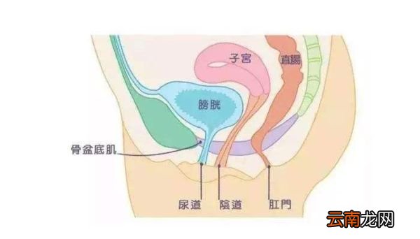盆底肌是什么 盆底肌是什么东西