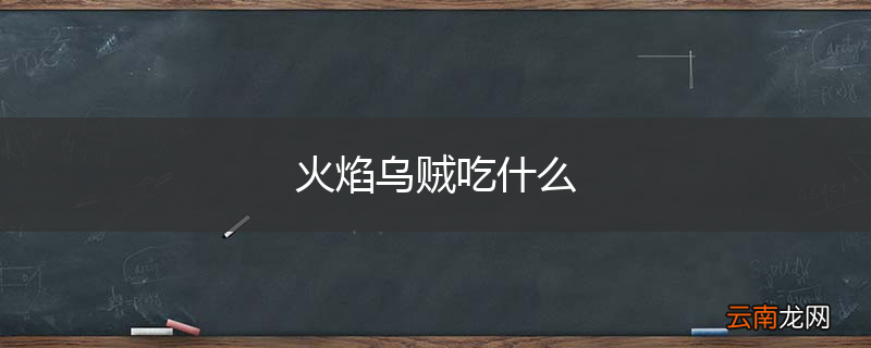 火焰乌贼吃什么
