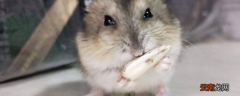 嗑瓜子是什么意思