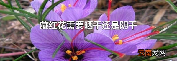 藏红花需要晒干还是阴干