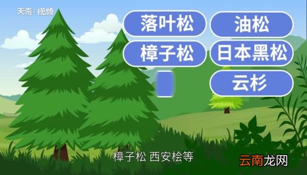 常青树有哪些 常青树包括哪些