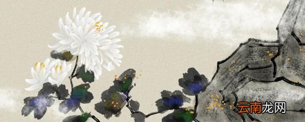 矢车菊的花语是什么 矢车菊的花语