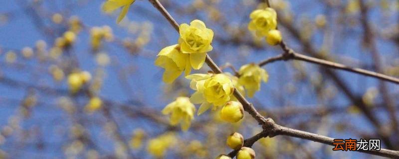 腊梅为什么叫腊梅