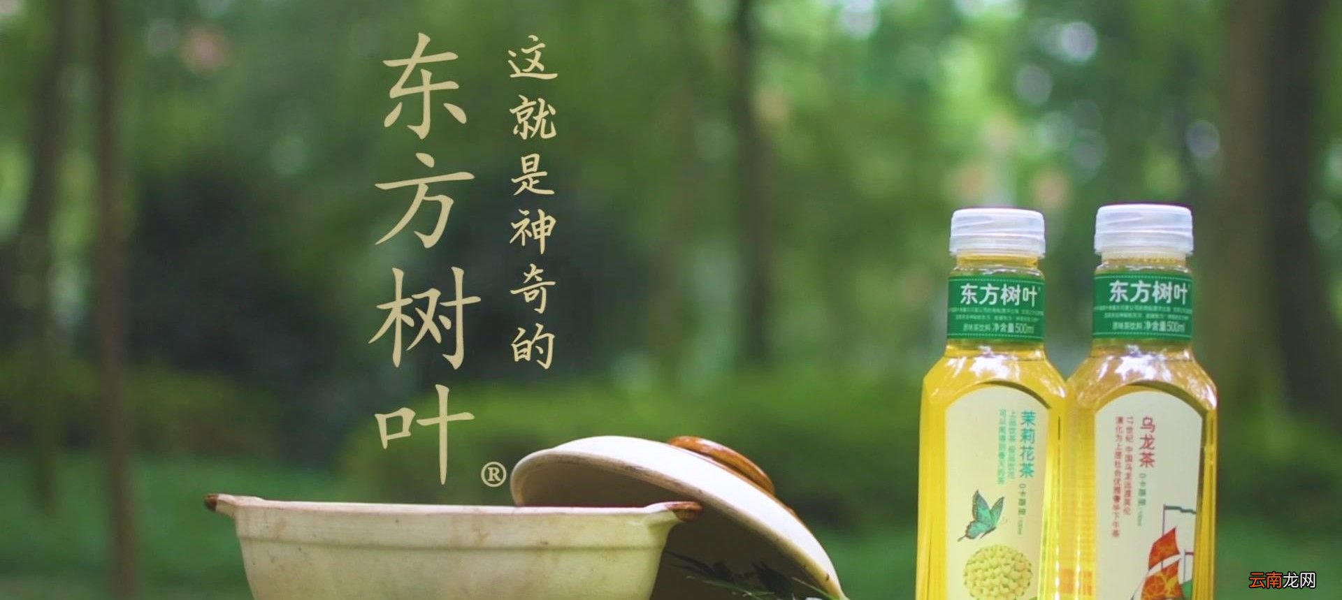 东方树叶女孩是什么意思？