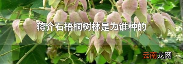 蒋介石梧桐树林是为谁种的