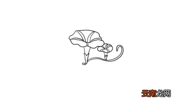 牵牛花简笔画