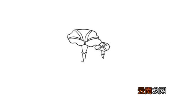 牵牛花简笔画