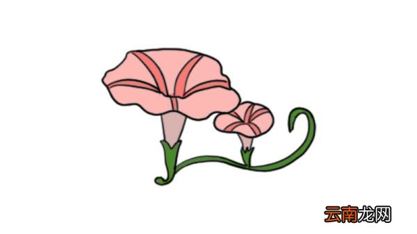 牵牛花简笔画