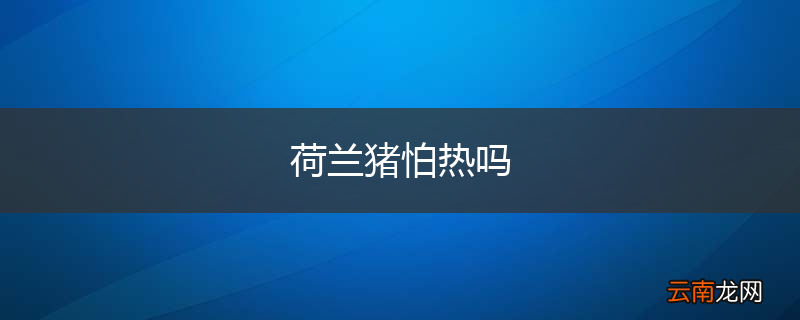 荷兰猪怕热吗