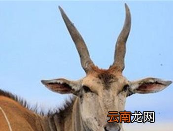 世界上最大的羊是什么?