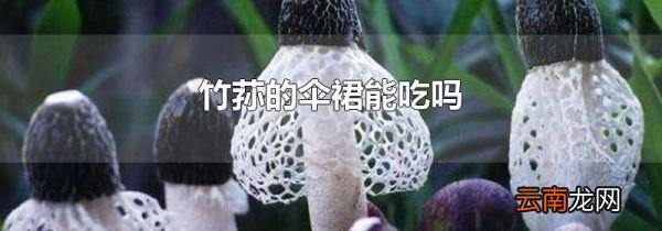 竹荪的伞裙能吃吗