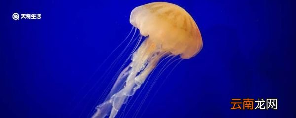 水母能吃吗 水母能不能吃