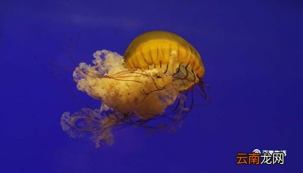 水母能吃吗 水母能不能吃