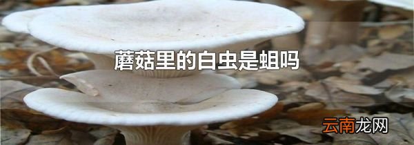 蘑菇里的白虫是蛆吗