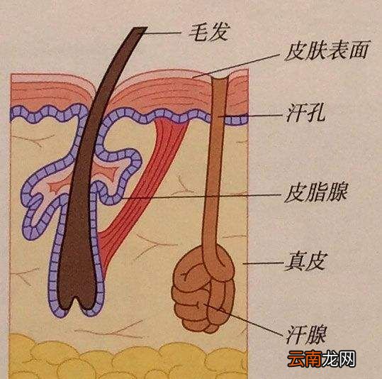 汗液为什么是咸的？