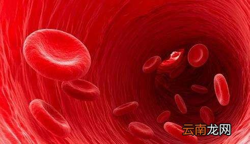 为什么人流血过多会死亡？