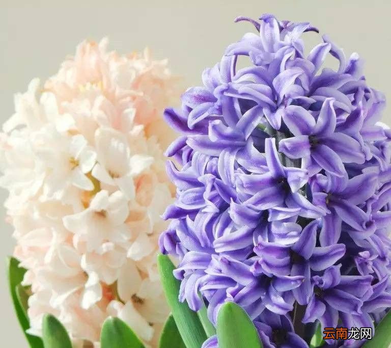 风信子一年开几次花?