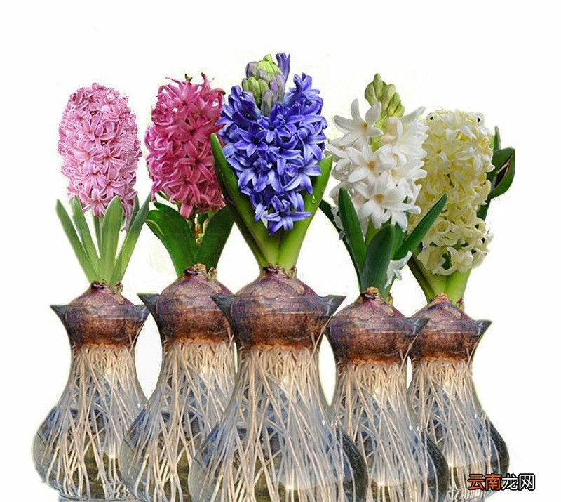 风信子一年开几次花?