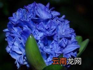 风信子一年开几次花?