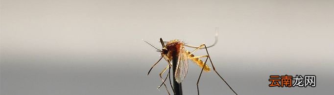 蚊子真的有偏爱的血型吗？