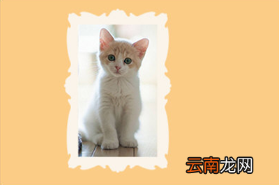 PS如何给图片加边框？PS给图片加边框操作步骤一览