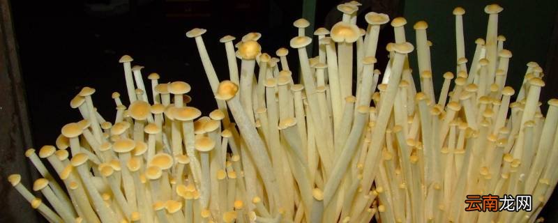 怎样识别金针菇有没泡药水
