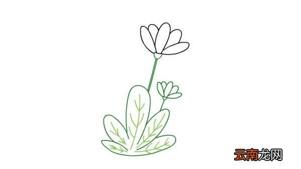 植物简笔画的步骤植物简笔画的画法