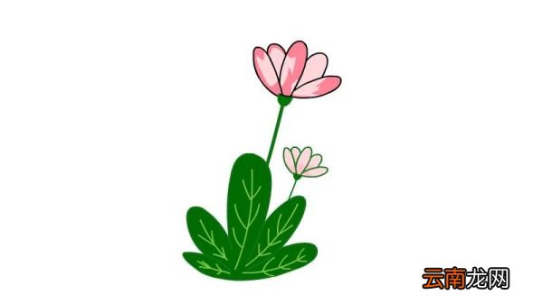植物简笔画的步骤植物简笔画的画法