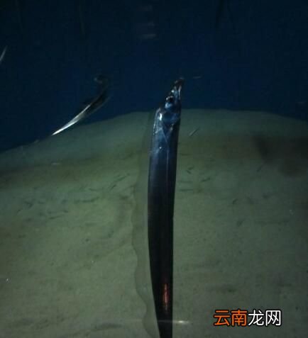 带鱼在水中为什么要立着？