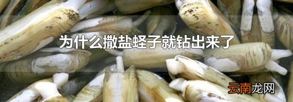 为什么撒盐蛏子就钻出来了