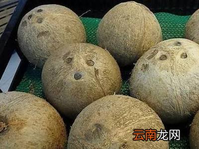 无工具开椰子技巧