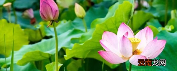 杨万里夏日西湖的诗句杨万里西湖景色的诗句
