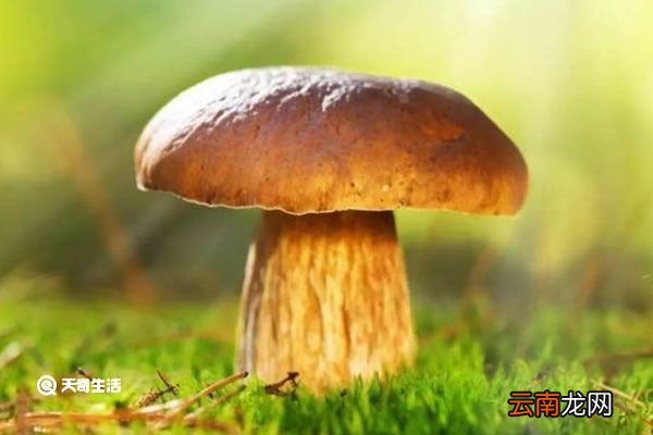黄牛肝菌的功效与作用 黄牛肝菌的功效与作用有哪些