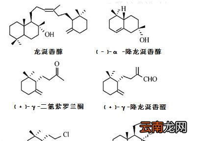 龙涎香是鲸鱼的屎吗?