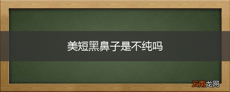 美短黑鼻子是不纯吗