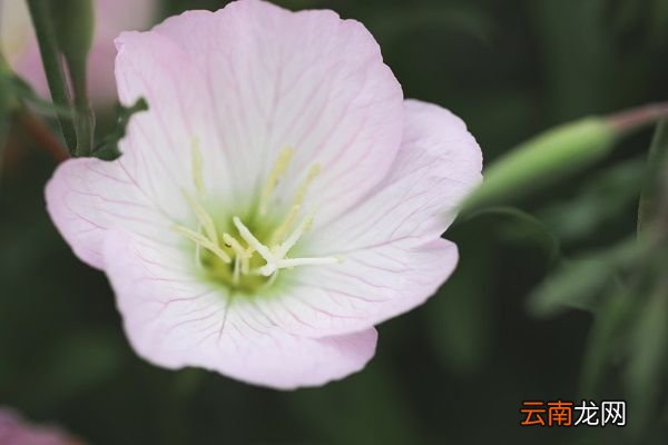 月见草油的功效与作用 月见草油的功效与作用及禁忌