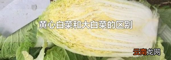 黄心白菜和大白菜的区别