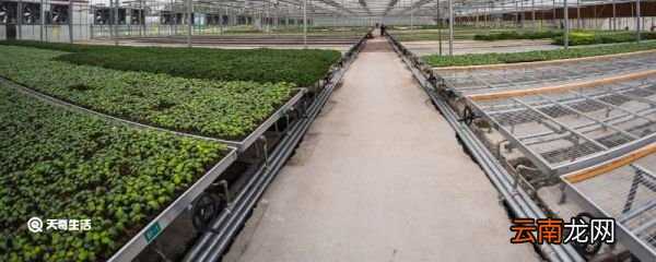 白露节气农作物种植什么浙江地区 白露节气农作物种植什么地区