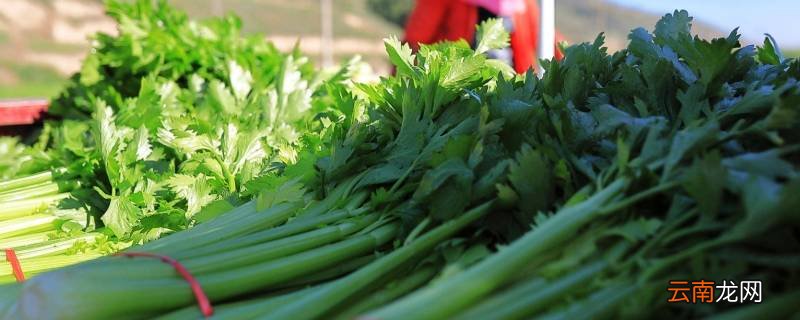 感光食物有哪些水果蔬菜?