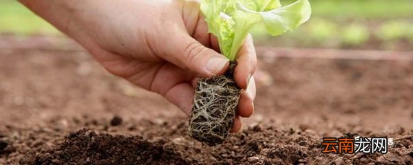 植物的根有什么作用 植物的根作用有什么