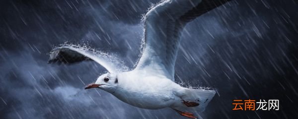 50毫米的雨属于什么雨 降水量50毫米是什么雨